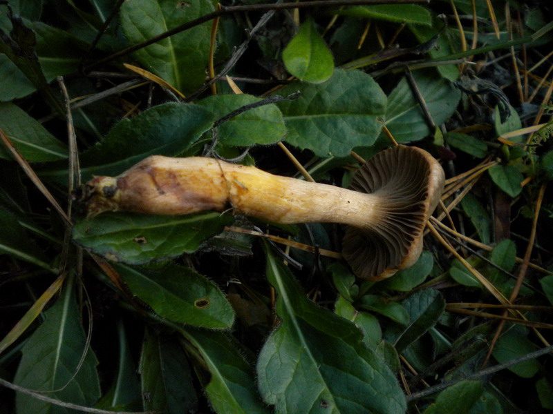 Fungo a