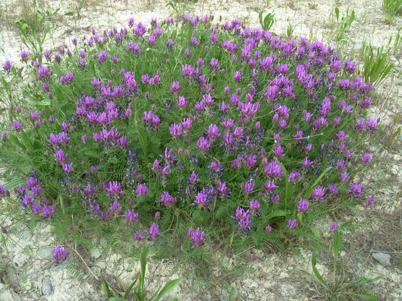 Astragalus onobrychis / Astragalo falsa lupinella