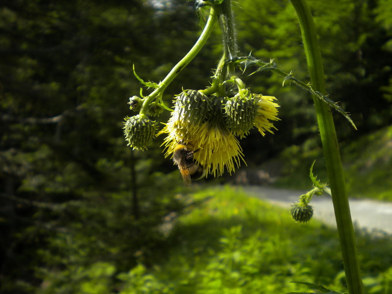 Cirsium erisithales