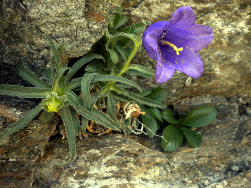 Campanula alpestris / Campanula occidentale