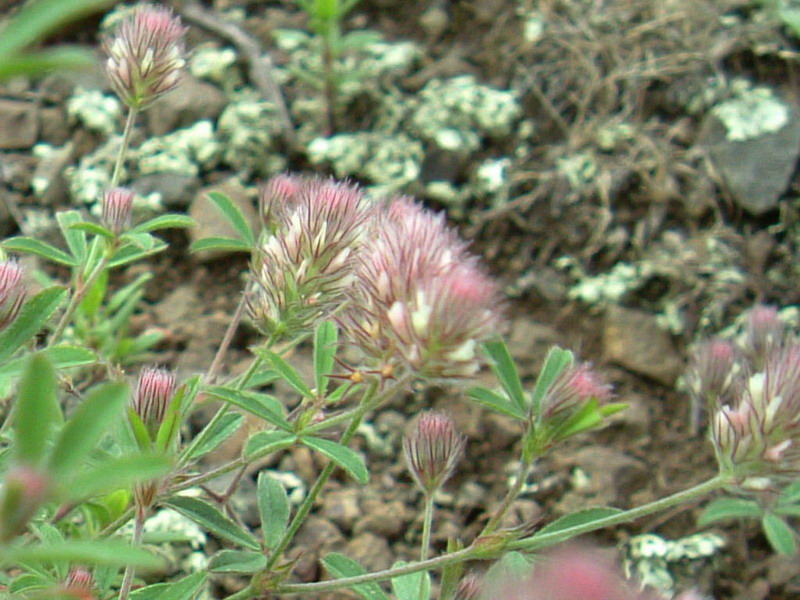 Colline di Canossa - Trifolium arvense