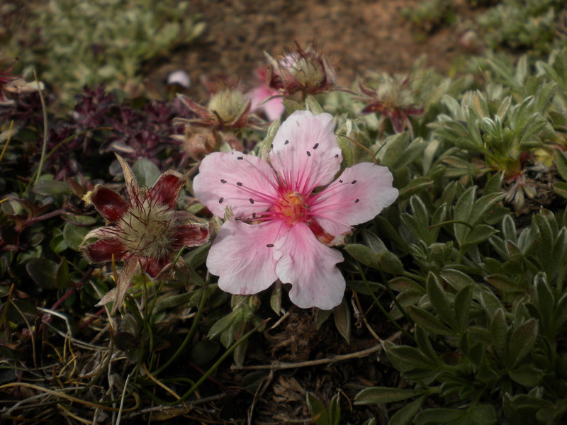 Dolomiti Ampezzane - Potentilla nitida