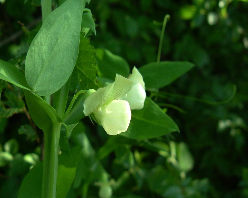 Lathyrus ochrus