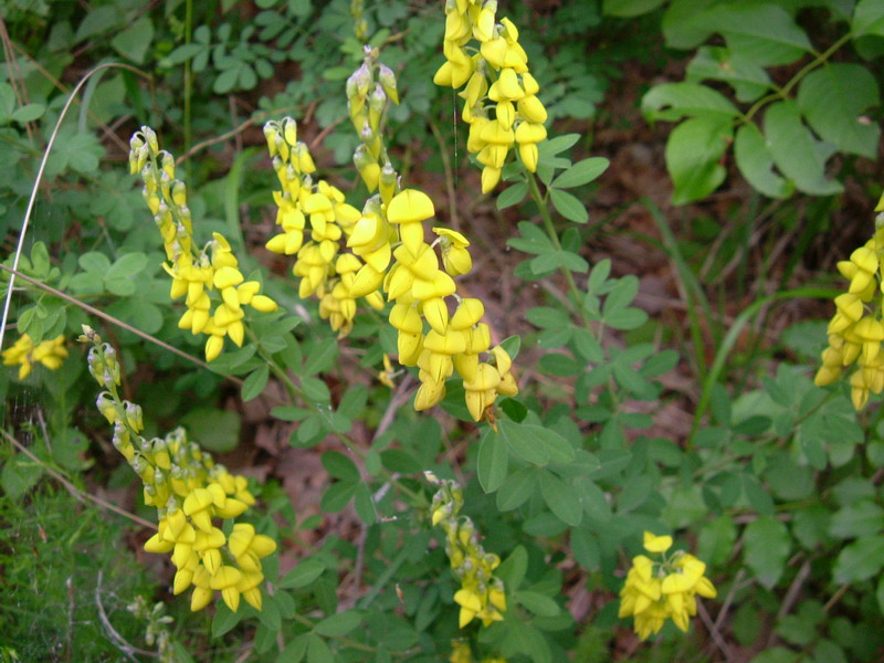 Cytisus nigricans (=Lembotropis nigricans) / Citiso scuro