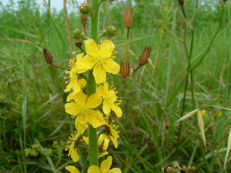 Agrimonia eupatoria / Agrimonia comune