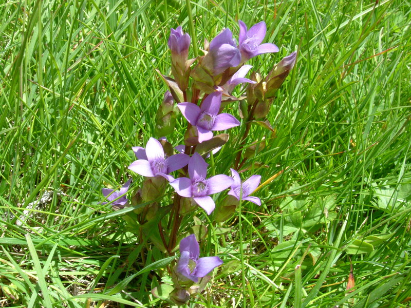 Gentiana campestre