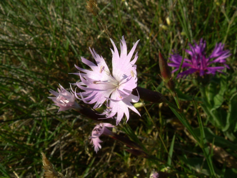 Ex parco del gigante3 - Dianthus sp.