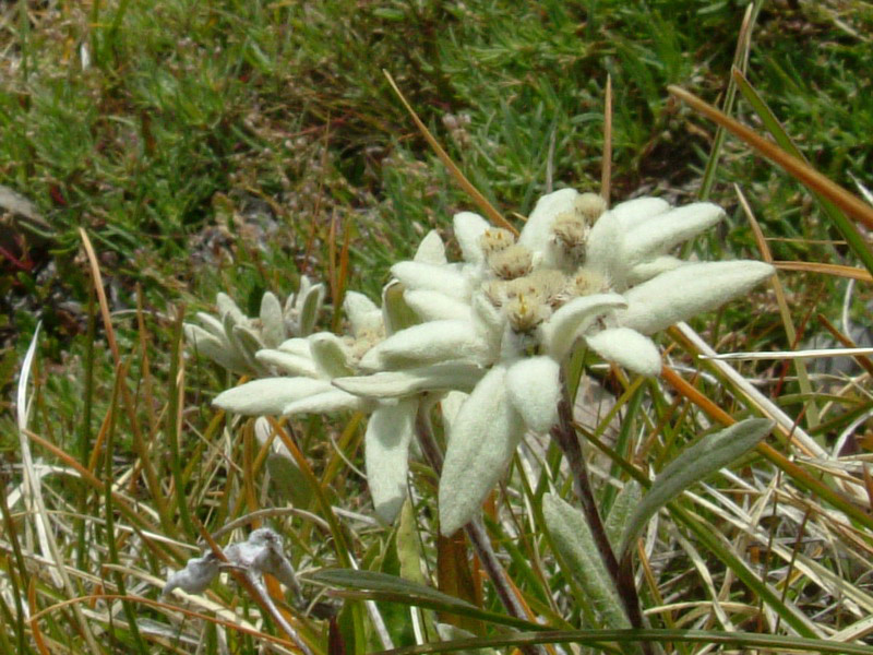 Leontopodium alpinum / Stella alpina