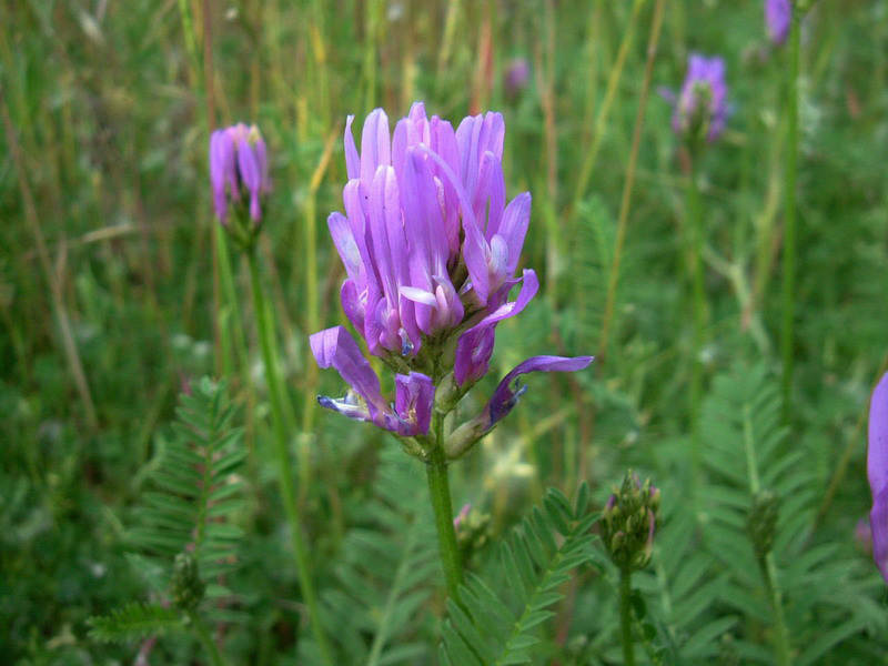 Astragalus onobrychis / Astragalo falsa lupinella