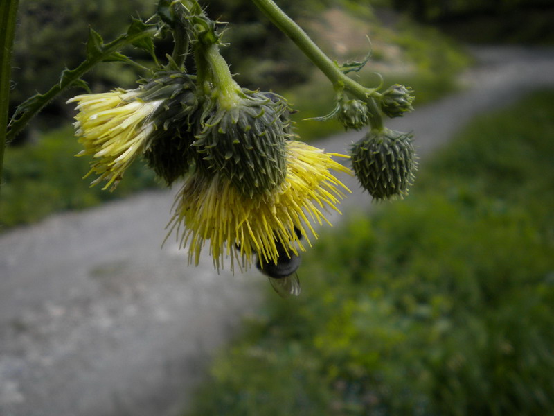 Cirsium erisithales