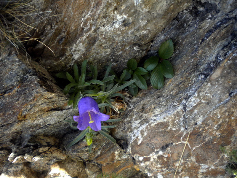 Campanula alpestris / Campanula occidentale