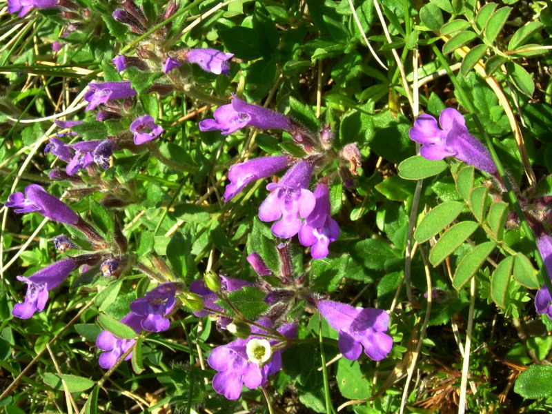 sull''Alpe 3 - Acinos alpinus