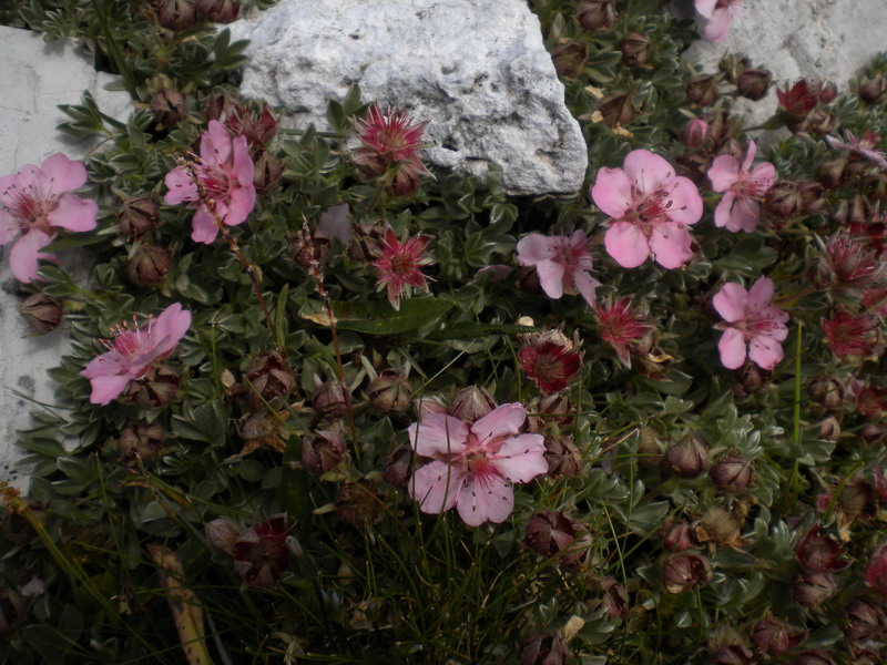 Dolomiti Ampezzane - Potentilla nitida