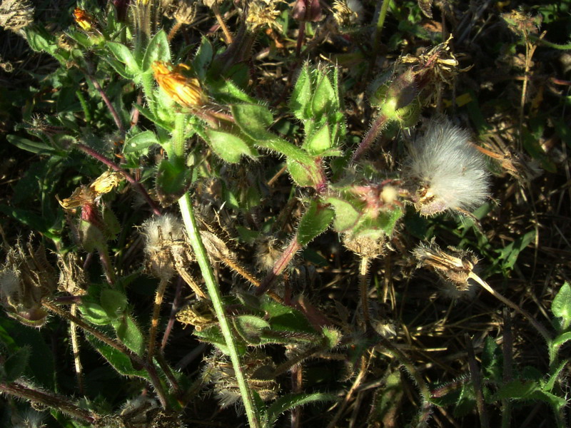 Helminthotheca echioides / Aspraggine volgare