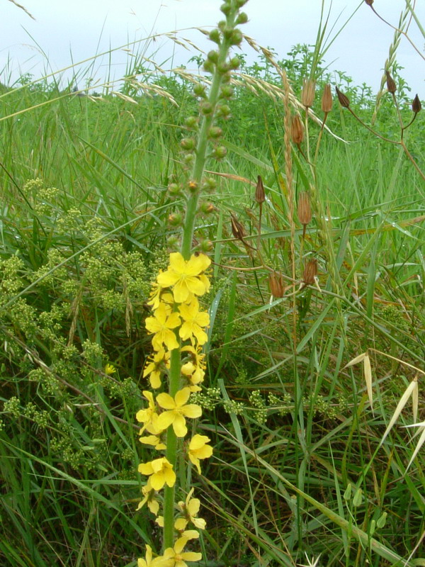 Agrimonia eupatoria / Agrimonia comune