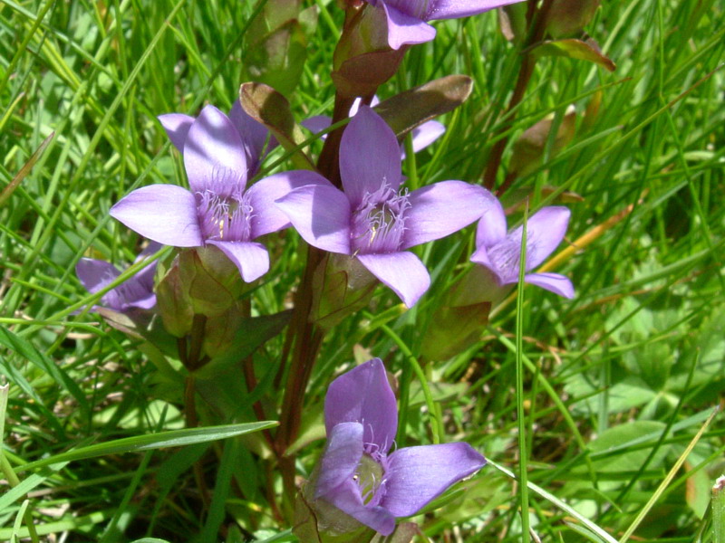Gentiana campestre
