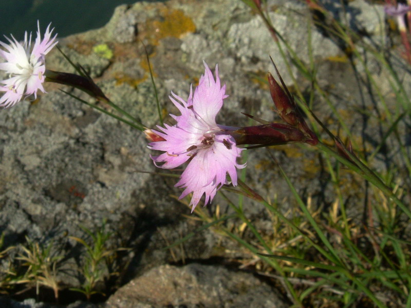 Ex parco del gigante3 - Dianthus sp.