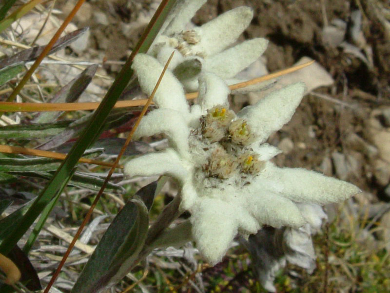 Leontopodium alpinum / Stella alpina