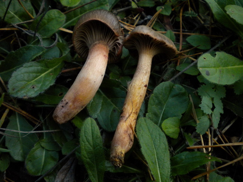 Fungo a