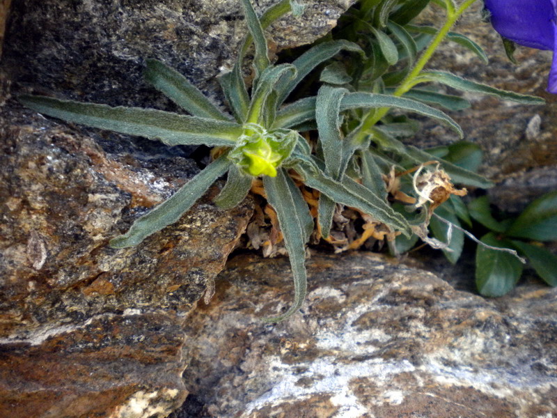 Campanula alpestris / Campanula occidentale