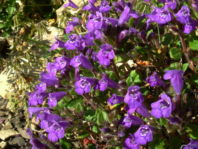 sull''Alpe 3 - Acinos alpinus