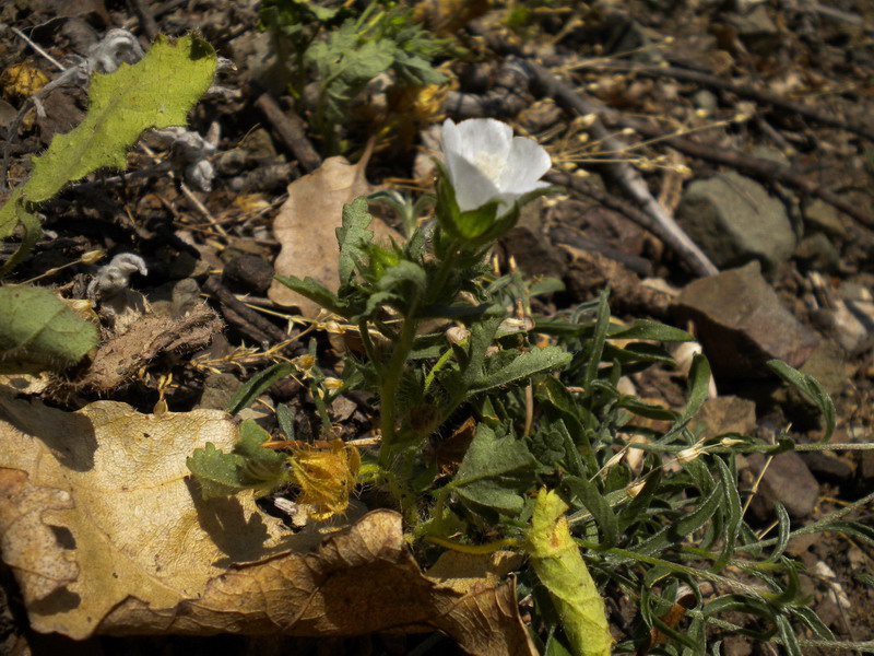 Althaea hirsuta