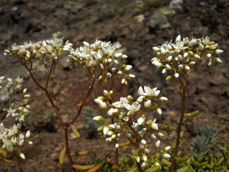 Sedum album