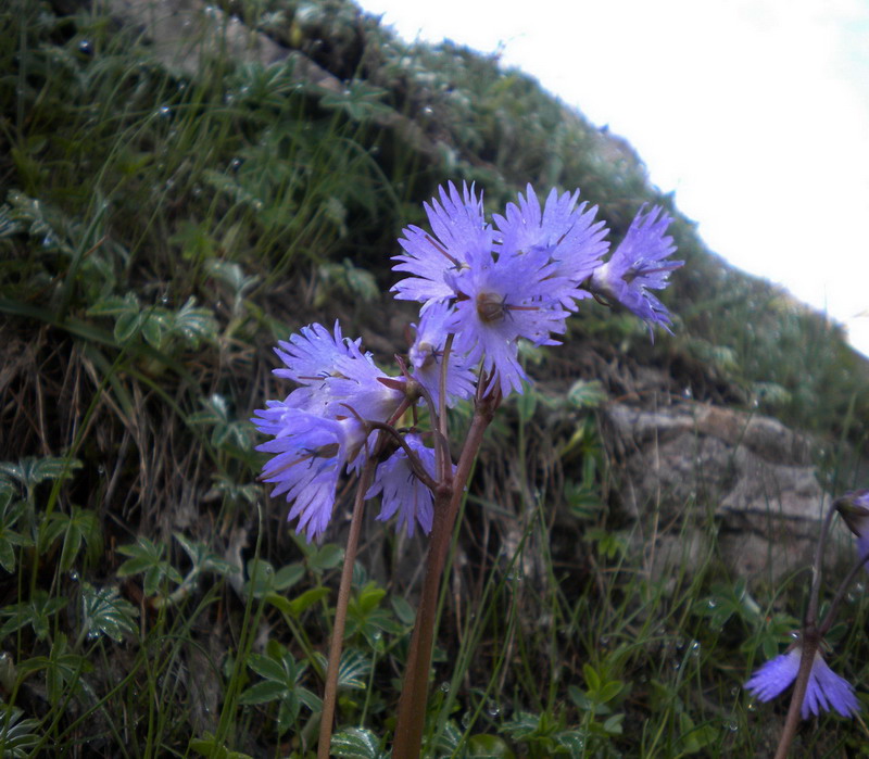 Soldanella alpina in Appennino