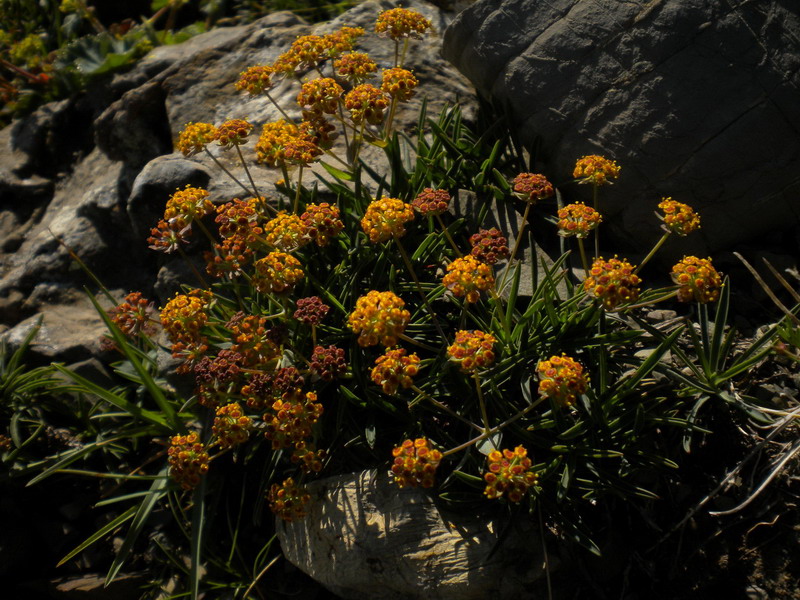 Bupleurum ranunculoides / Buplero ranuncoloide