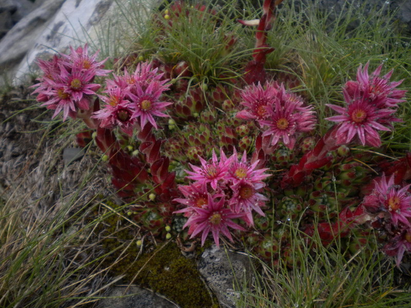 Sempervivum montanum