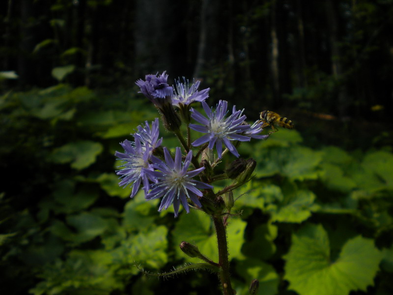 Cicerbita alpina / Lattuga alpina