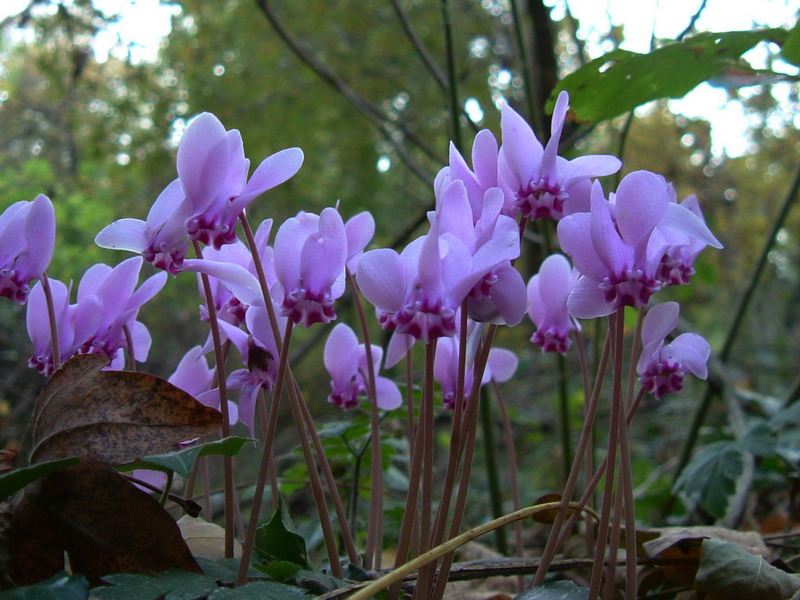 Cyclamen hederifolium
