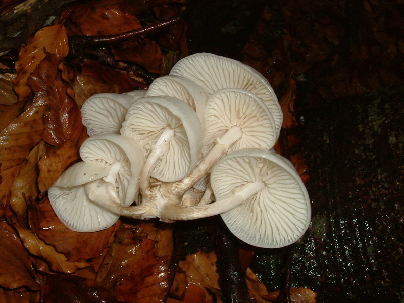 Oudemansiella mucida