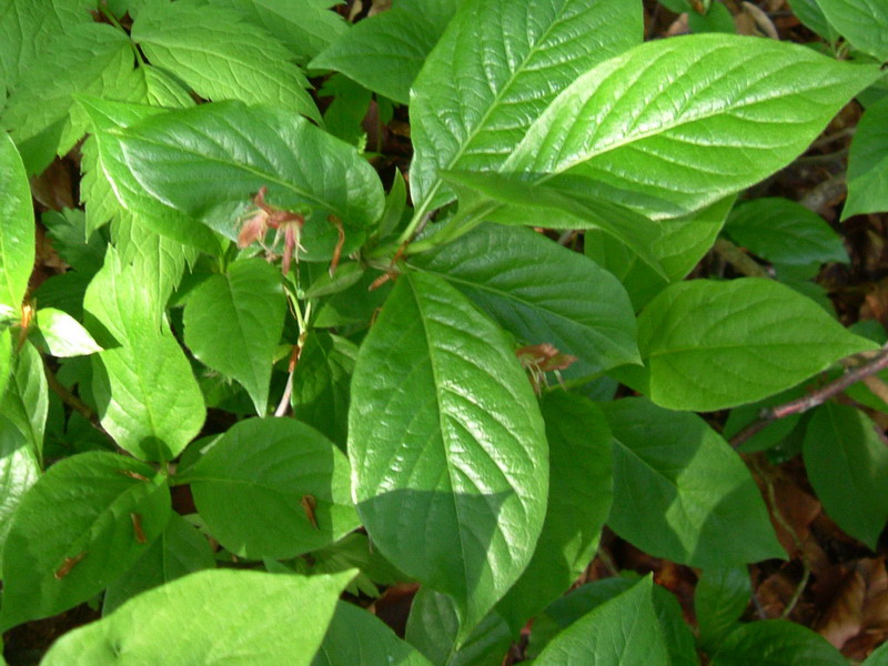 Lonicera alpigena / Madreselva alpina