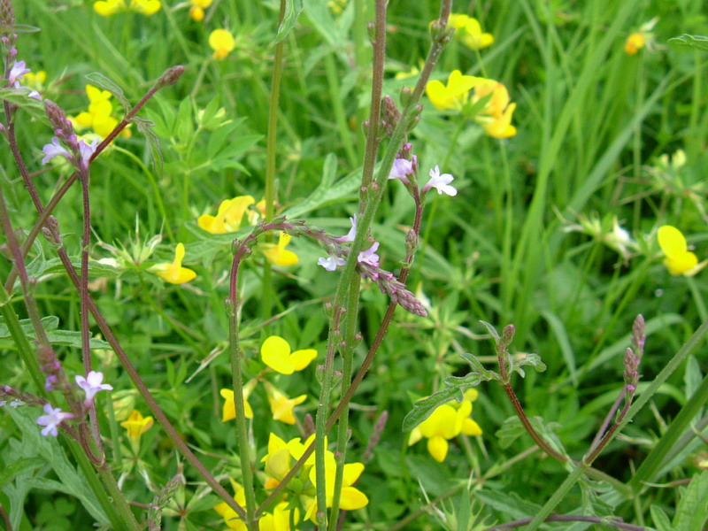 Verbena officinalis