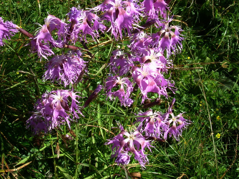 Dianthus superbus / Garofano superbo