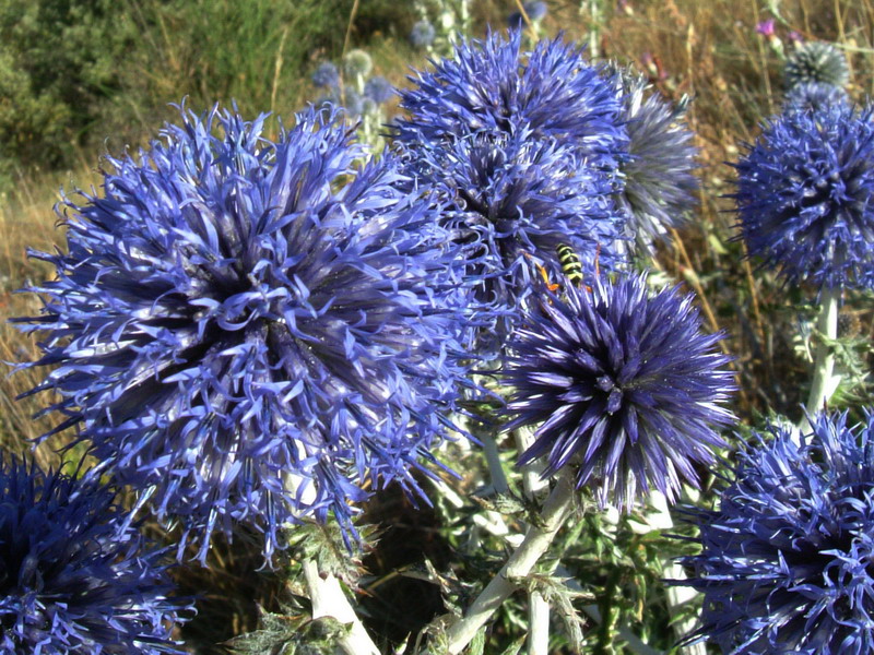 Echinops ritro