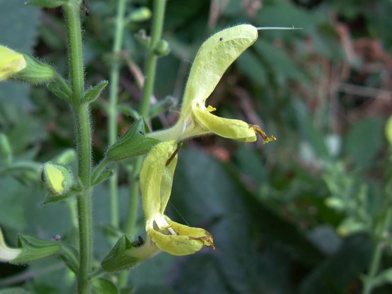 Salvia glutinosa / Salvia vischiosa