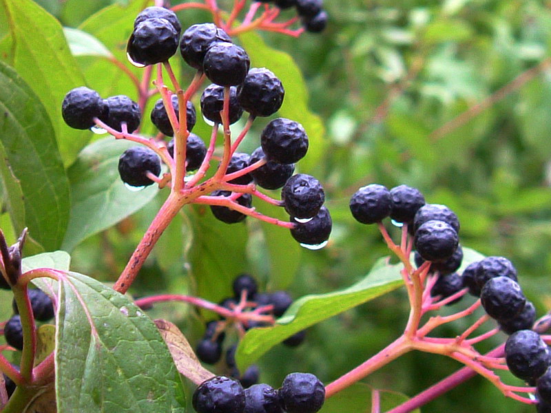 Cornus sanguinea / Corniolo sanguinello
