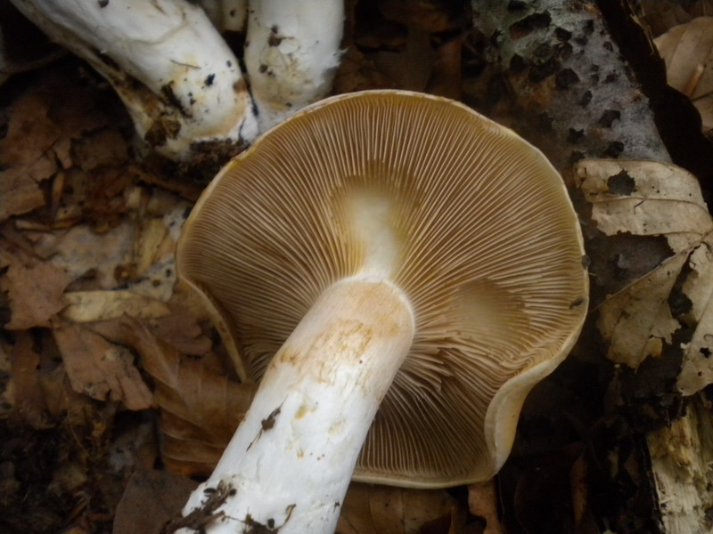 Cortinarius??