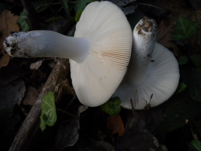 Russula