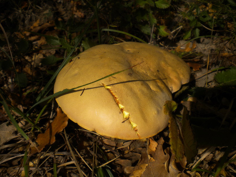 Quale Boletus ??