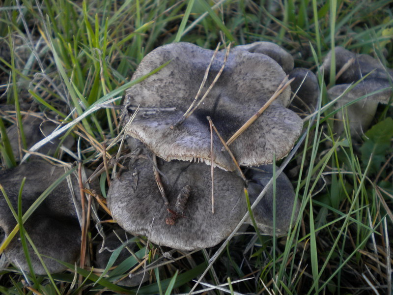 Tricholoma 1
