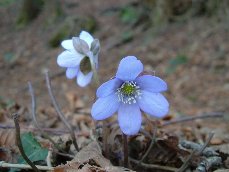 Eranthis hyemalis ed Hepatica nobilis