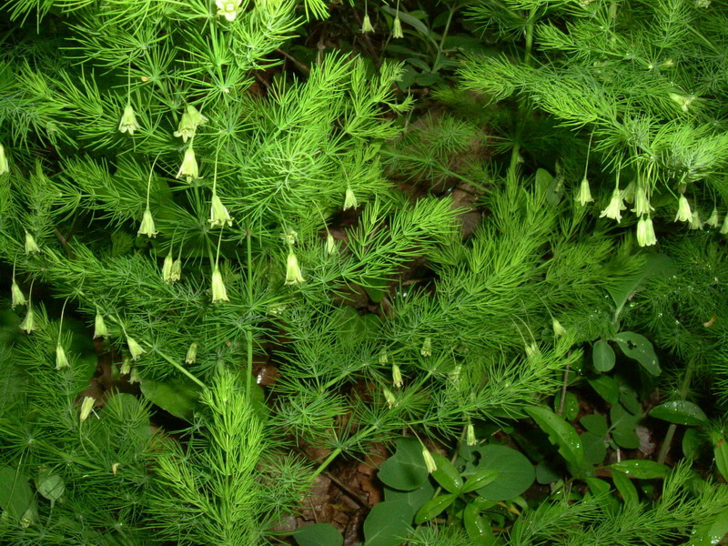 Asparagus tenuifolius / Asparago selvatico
