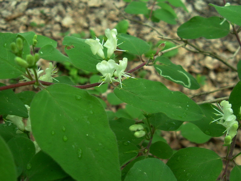 Lonicera nigra