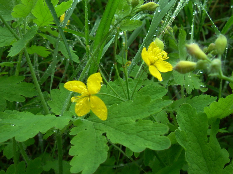 Papaveracea - Chelidonium majus
