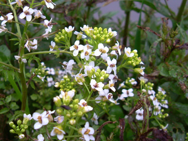 Nasturtium officinale / Crescione d''acqua