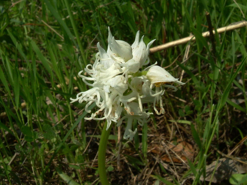 Orchis simia albina