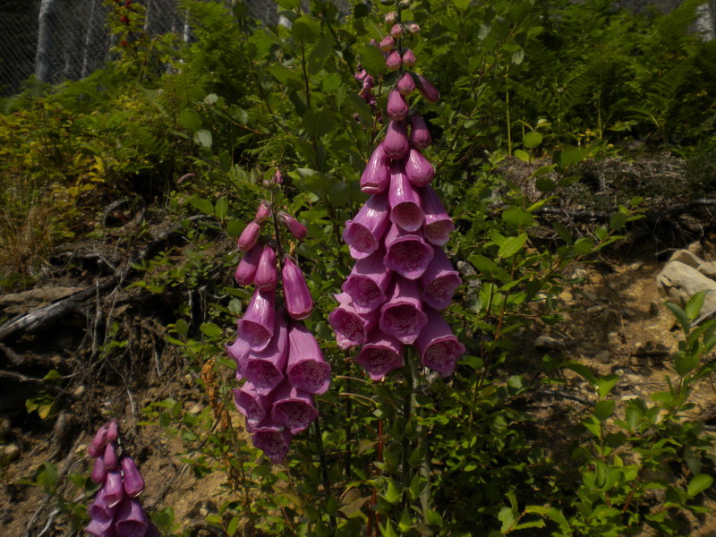 Digitalis purpurea rinselvatichita.